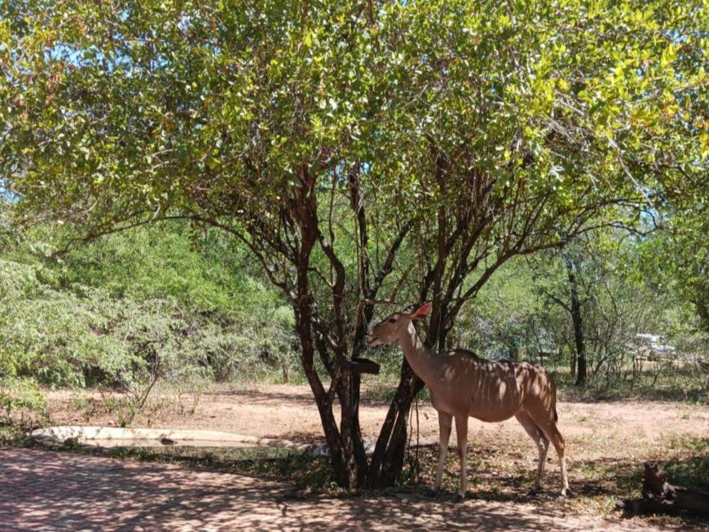 Marloth Cottage Marloth Park Kültér fotó